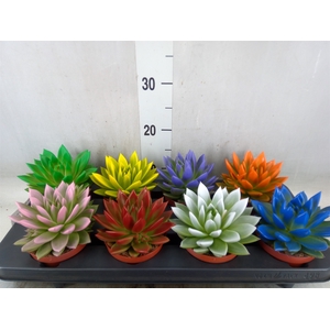 Echeveria  'Miranda'