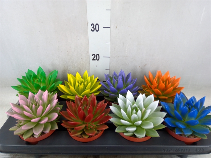 <h4>Echeveria  'Miranda'</h4>