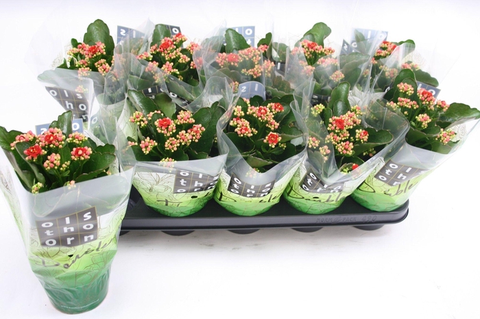 <h4>Gevuld 12 cm ROOD</h4>