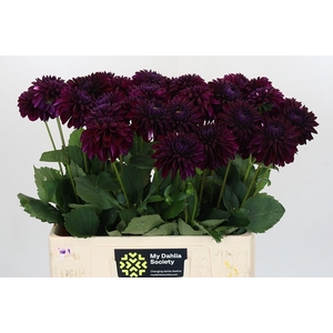 Dahlia Black Lars