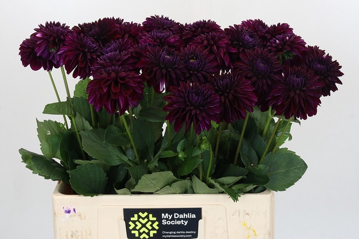 <h4>Dahlia Black Lars</h4>