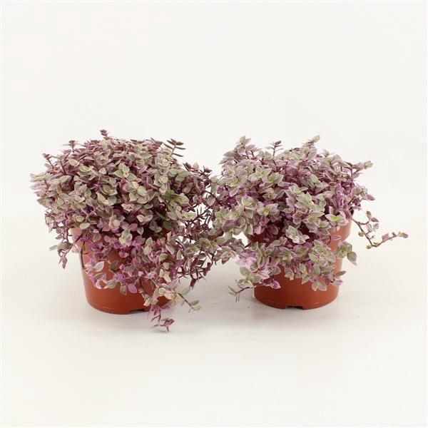 <h4>Callisia Rosata</h4>