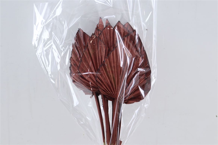 Dried Palm Spear 10pc Brown Bunch