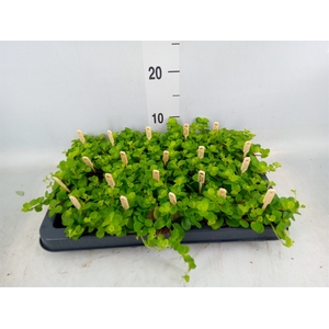 Peperomia rotundifolia