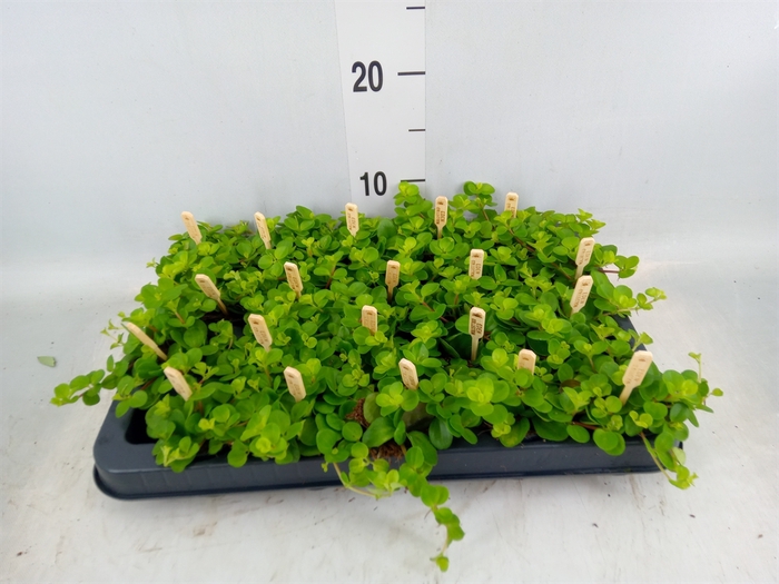<h4>Peperomia rotundifolia</h4>
