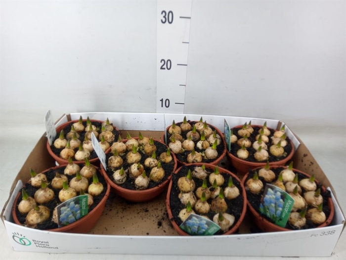 <h4>Muscari  'Esther'</h4>