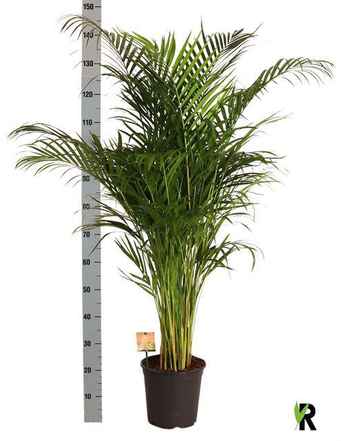 <h4>DYPSIS LUTESCENS</h4>