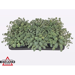 SEDUM SI MEDIOVARIEG