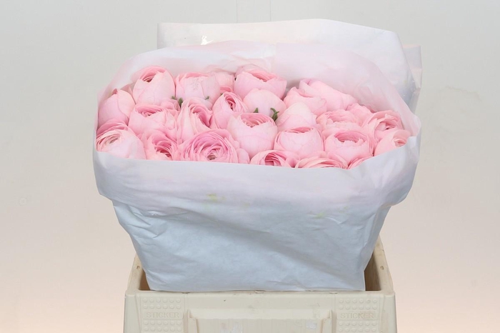 <h4>Ranunculus Clooney Lady</h4>