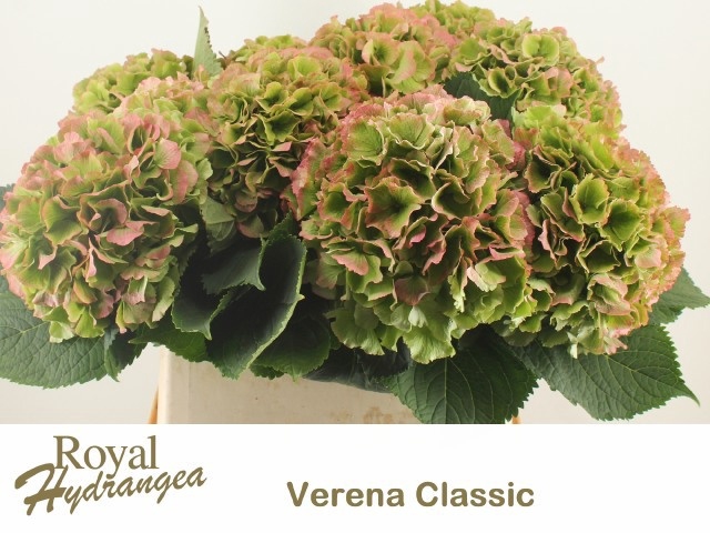 <h4>HYDR M CH VERENA CL</h4>