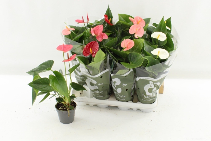 <h4>ANTHU AN GEM 4 KL</h4>