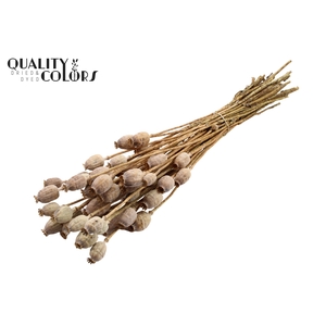 Papaver per bunch Natural