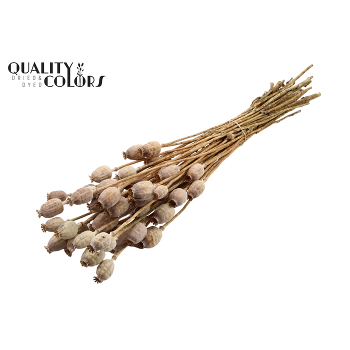<h4>Papaver per bunch Natural</h4>