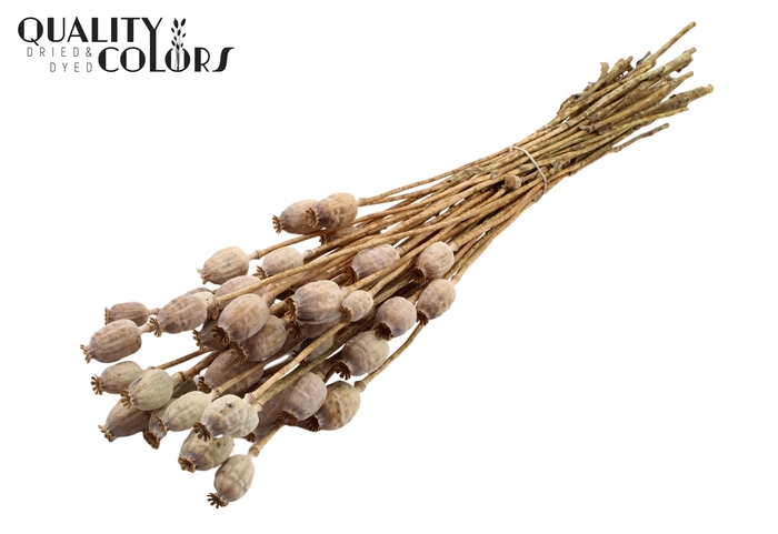 <h4>Papaver per bunch Natural</h4>