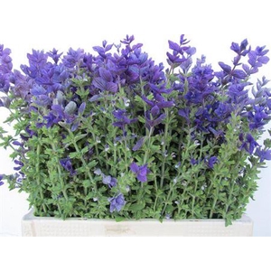 Salvia P.bos