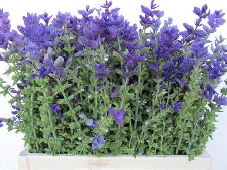 <h4>Salvia P.bos</h4>
