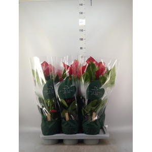 Anthurium andr. 'Melodia'
