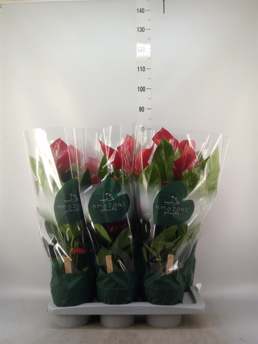 <h4>Anthurium andr. 'Melodia'</h4>