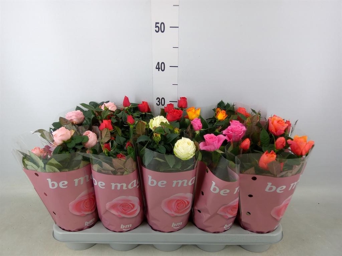 <h4>Rosa  'Beau Monde'   ...mix</h4>