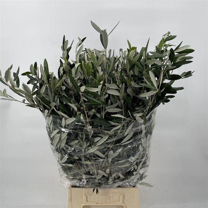 <h4>OLEA EUROPAEA</h4>