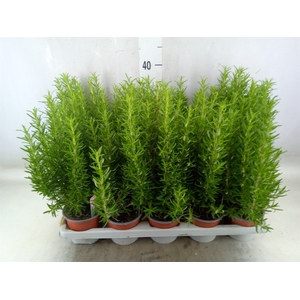 Rosmarinus officinalis   ...