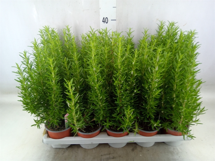 <h4>Rosmarinus officinalis   ...</h4>
