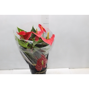 ANTHURIUM MICHIGAN P17 PREMIUM