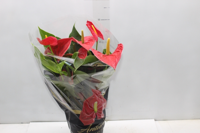 <h4>ANTHURIUM MICHIGAN P17 PREMIUM</h4>