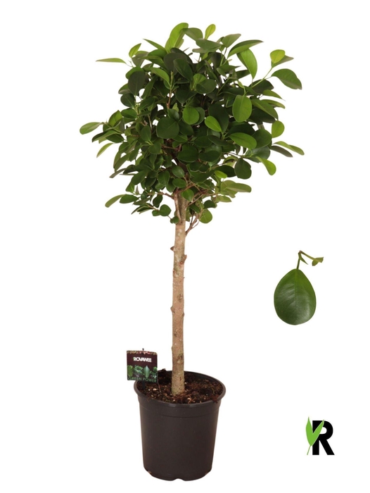 <h4>Ficus microcarpa 'Moclame'</h4>