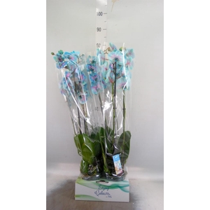 Phalaenopsis   ...
