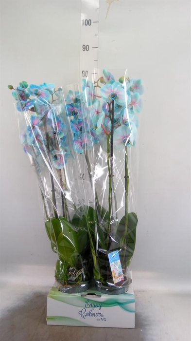 <h4>Phalaenopsis   ...</h4>