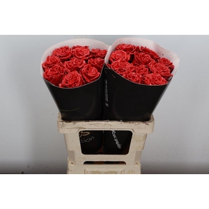 Wax-Rozen Wax Exclusief Rood