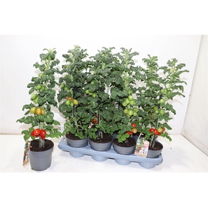 Tomatenplanten