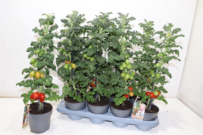 <h4>Tomatenplanten</h4>