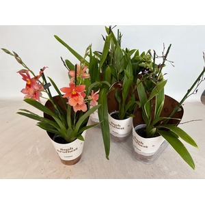 ORCHIDEEEN OVERIG