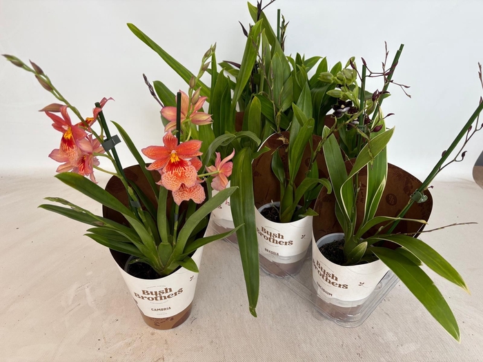 <h4>ORCHIDEEEN OVERIG</h4>