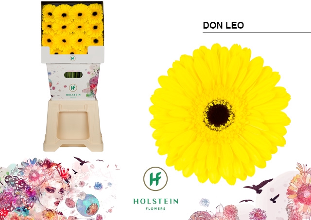 <h4>Gerbera Don Leo Diamond</h4>