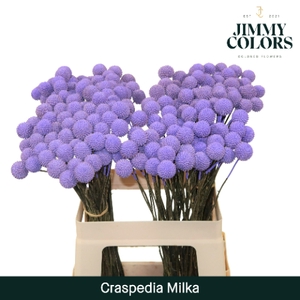 Craspedia L60 Milka