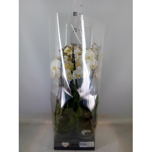 Phalaenopsis  'Ant Cambridge'