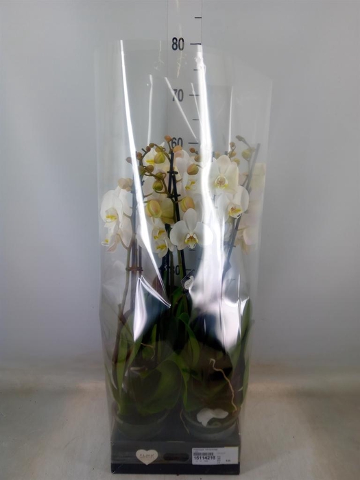 <h4>Phalaenopsis  'Ant Cambridge'</h4>