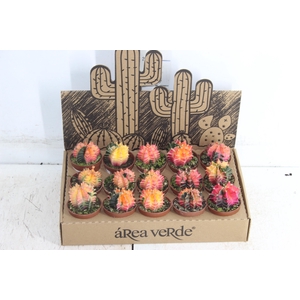 CACTUS GYMNOCALYCIUM MIHANOVICHII P06