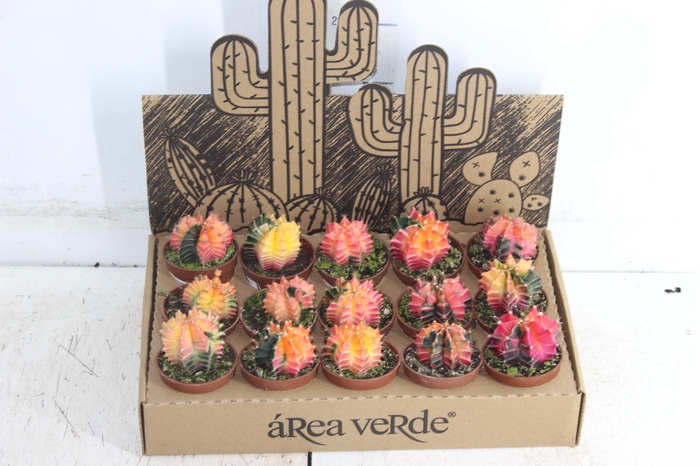 <h4>CACTUS GYMNOCALYCIUM MIHANOVICHII P06</h4>