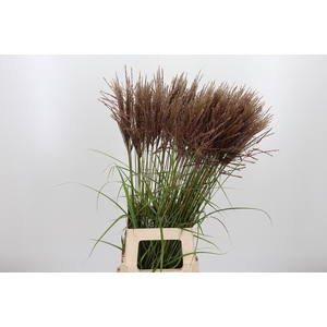 Miscanthus Rotfede