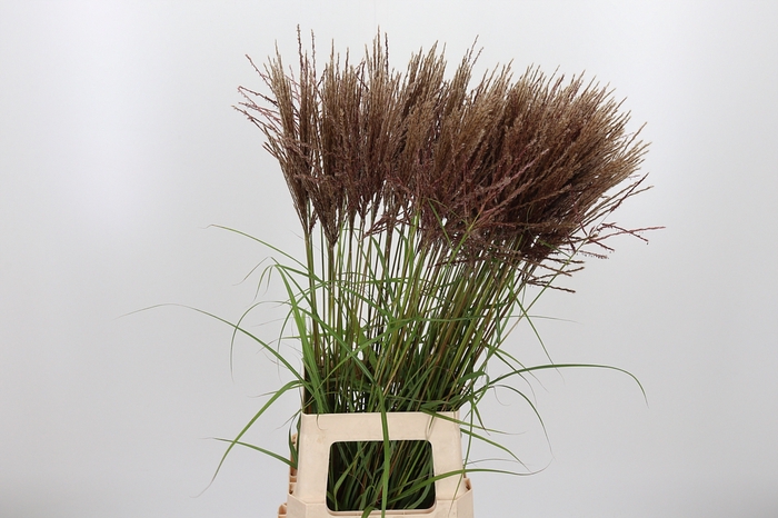 <h4>Miscanthus Rotfede</h4>