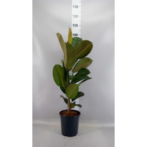 Ficus elastica 'Robusta'