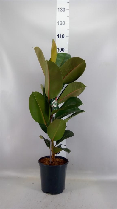 <h4>Ficus elastica 'Robusta'</h4>