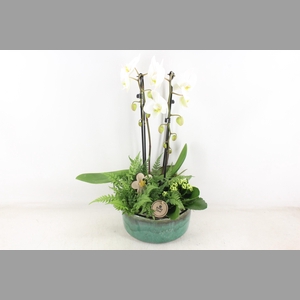 arr2 PL - Ker. pot verde Phal. 285/3