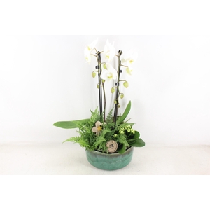 arr2 PL - Ker. pot verde Phal. 285/3
