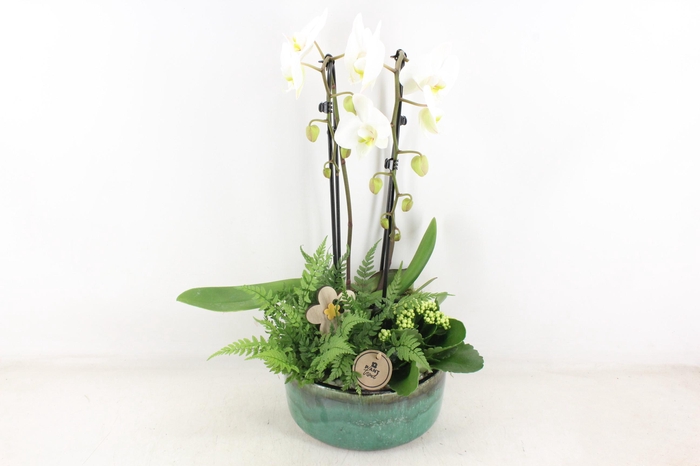 <h4>arr2 PL - Ker. pot verde Phal. 285/3</h4>