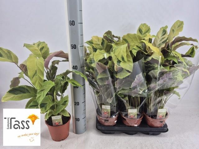 <h4>CALAT FUSION YELLOW</h4>